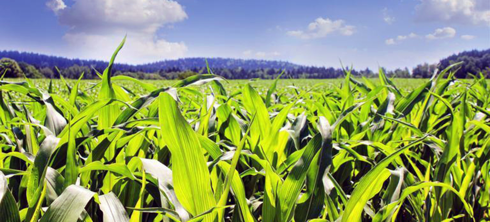 lucious field of corn crop